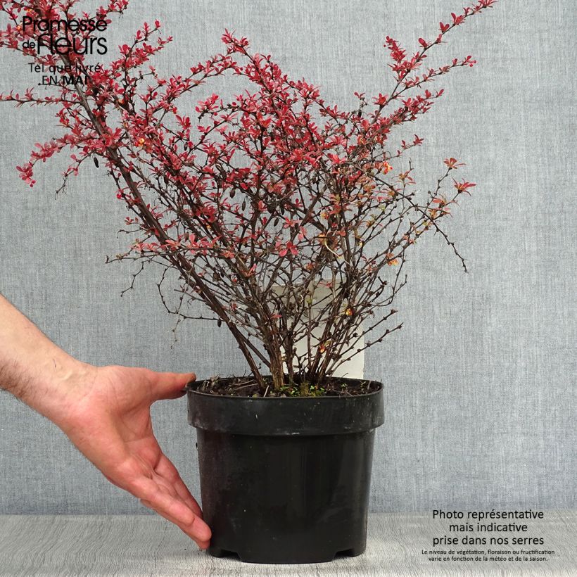 Berberis thunbergii Orange Dream - Barberry 2L/3L pot sample as delivered in spring
