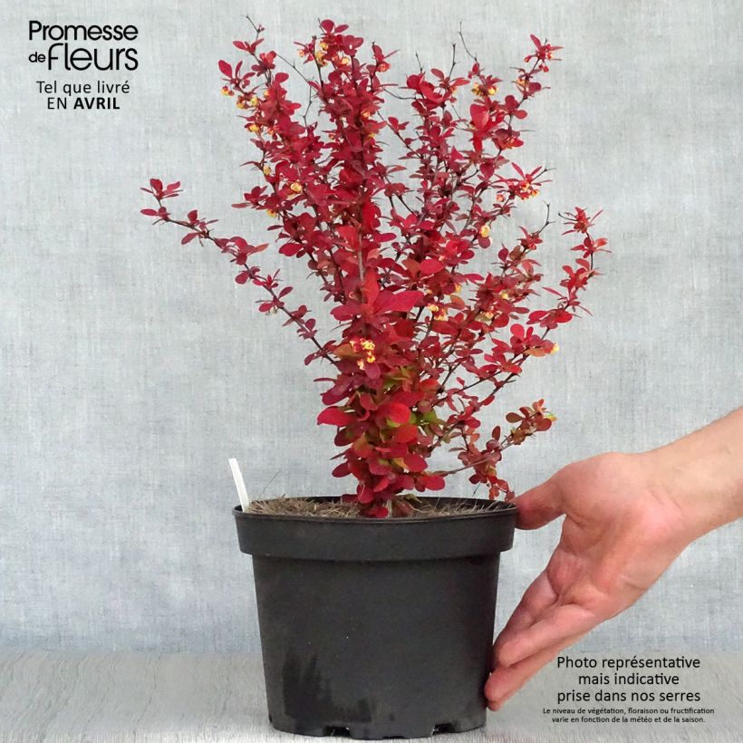 Berberis thunbergii Orange Rocket - Barberry 3L/4L pot sample as delivered in spring