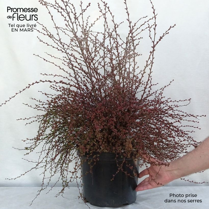 Berberis thunbergii Red Dream - Barberry 7.5L/10L pot sample as delivered in spring