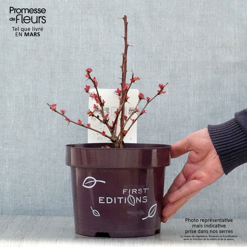 Berberis thunbergii Toscana - Barberry 2L/3L pot sample as delivered in spring