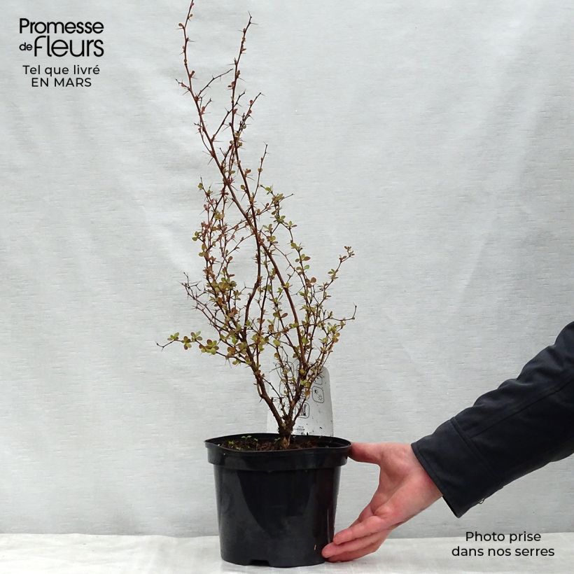 Berberis thunbergii Atropurpurea - Barberry 2L/3L pot sample as delivered in spring