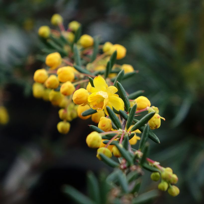 Berberis x stenophylla - Barberry (Flowering)