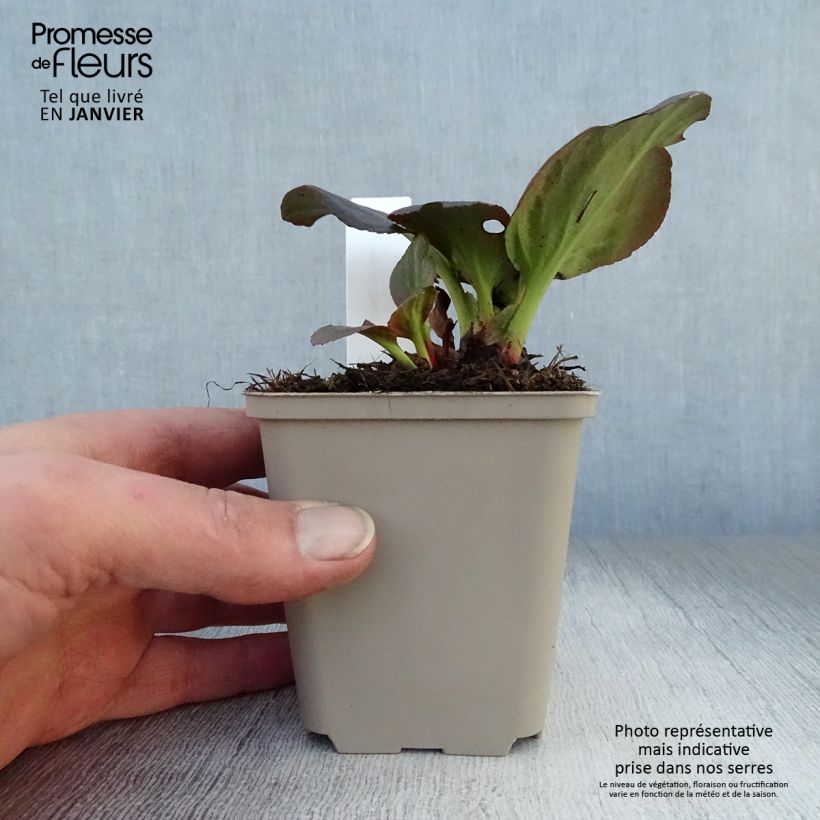 Bergenia Bach - Elephant's Ears 8/9 cm pot sample as delivered in winter