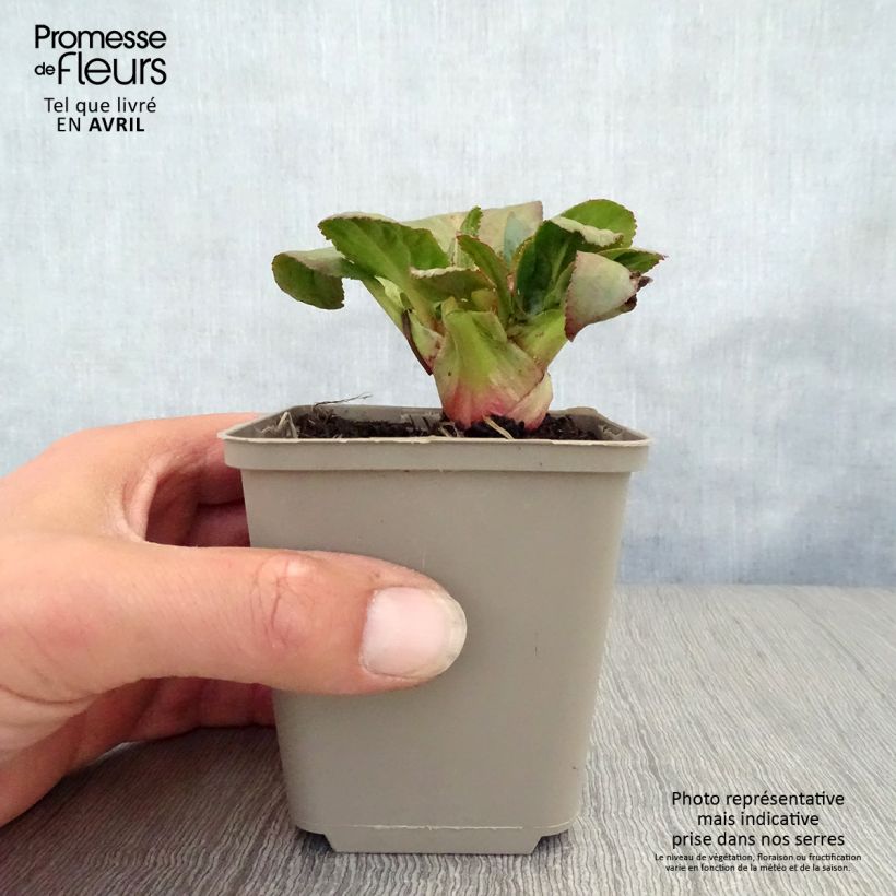Bergenia Bach - Elephant's Ears 8/9 cm pot sample as delivered in spring