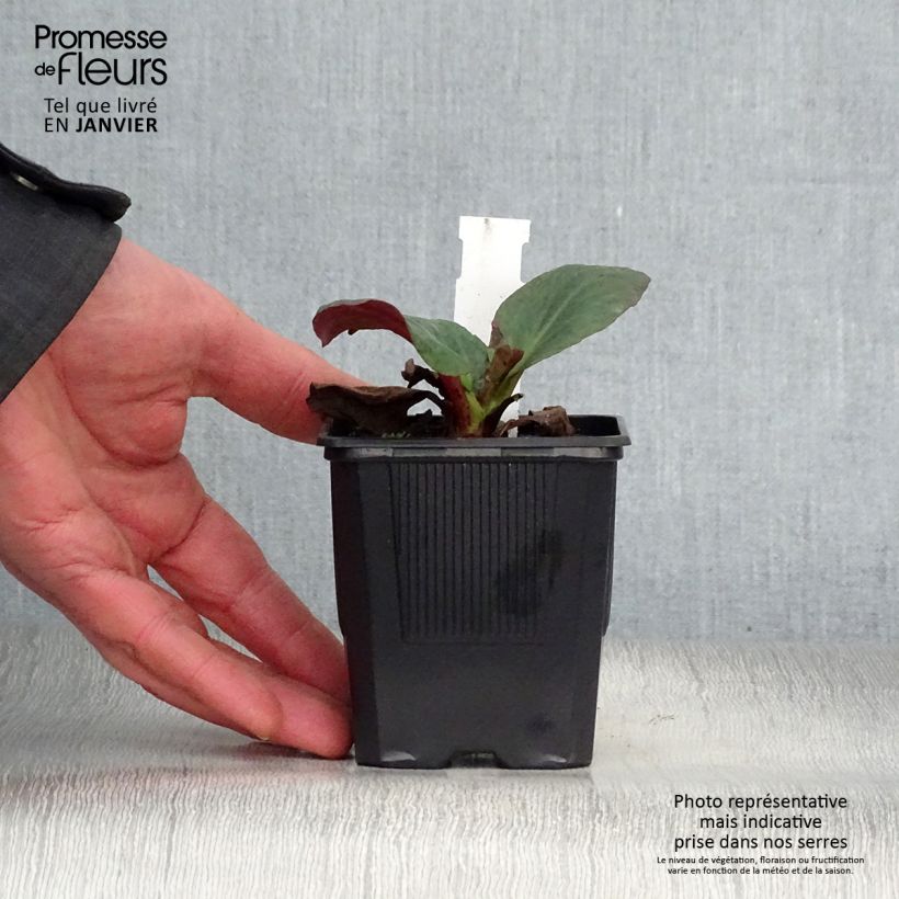 Bergenia Bartok - Elephant's Ears 8/9 cm pot sample as delivered in winter