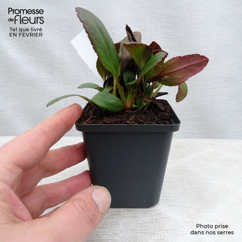 Bergenia Dragonfly Series Angel Kiss - Elephant's Ears 8/9 cm pot sample as delivered in winter
