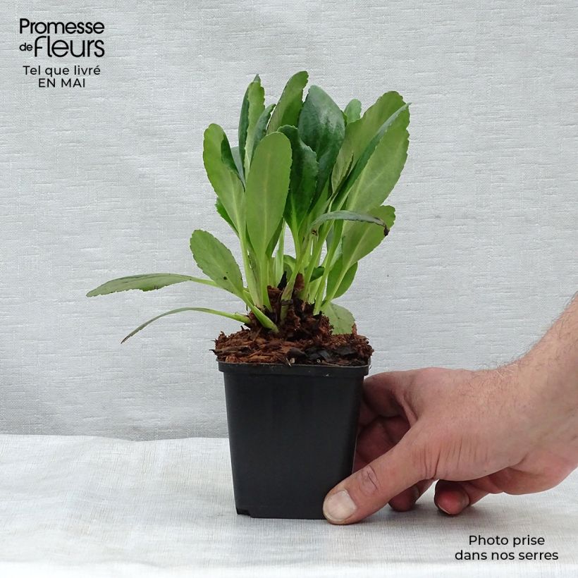 Bergenia Dragonfly Series Angel Kiss - Elephant's Ears 8/9 cm pot sample as delivered in spring