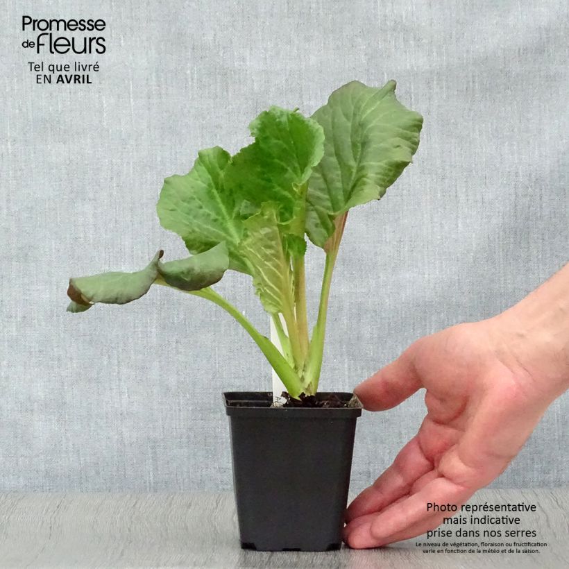 Bergenia Edens Dark Magic - Elephant's Ears 8/9 cm pot sample as delivered in spring