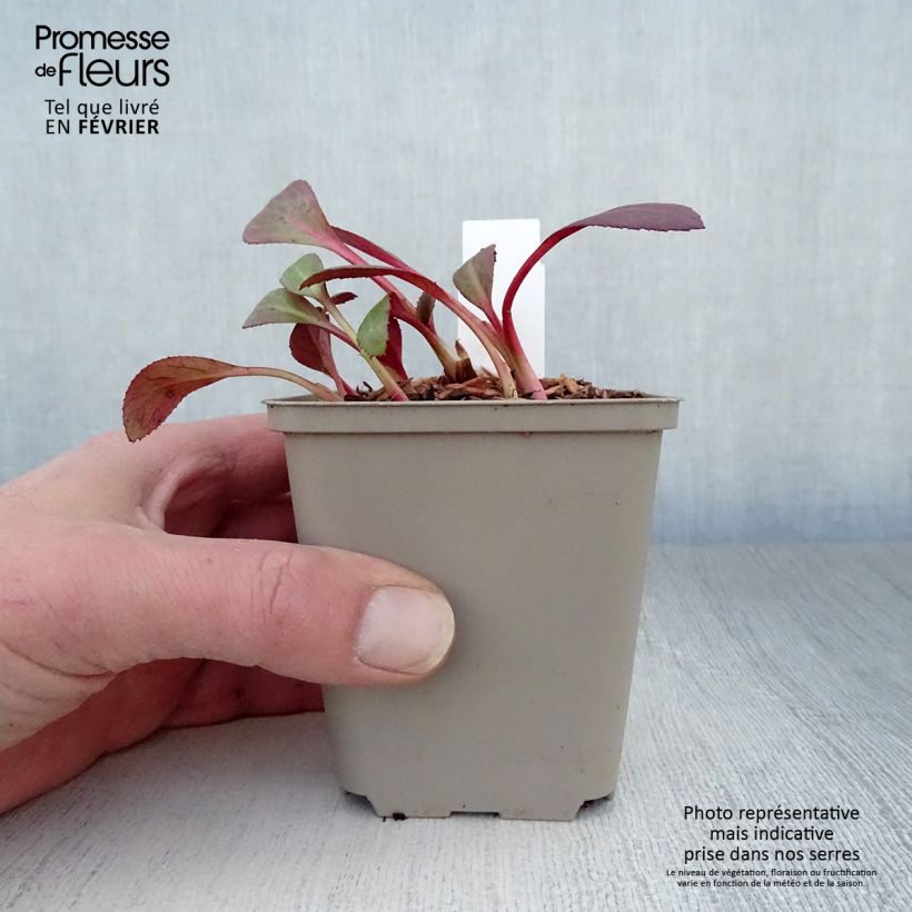 Bergenia Flirt - Elephant's Ears 8/9 cm pot sample as delivered in winter