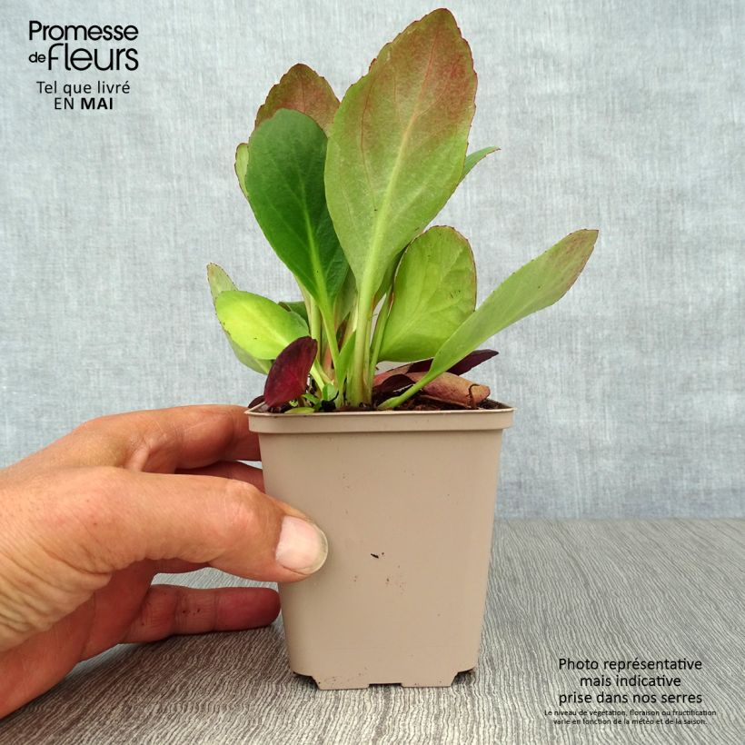 Bergenia Flirt - Elephant's Ears 8/9 cm pot sample as delivered in spring