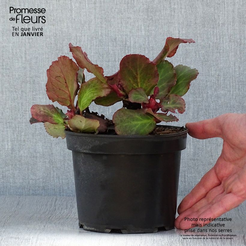 Bergenia cordifolia Morgenrote - Elephant's Ears 2L/3L pot sample as delivered in winter