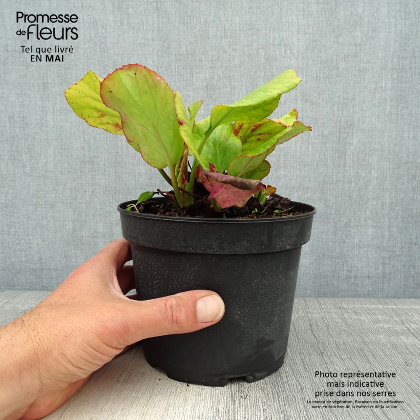 Bergenia cordifolia Morgenrote - Elephant's Ears 2L/3L pot sample as delivered in spring
