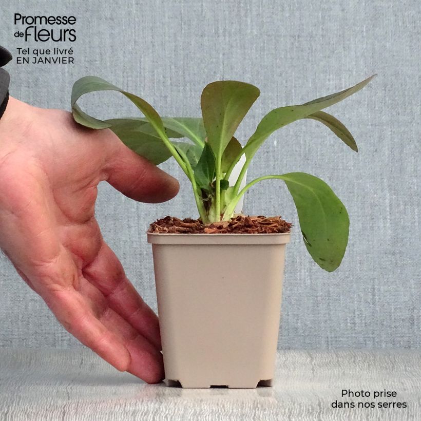 Bergenia Dragonfly Series Pink Dragonfly - Elephant's Ears 8/9 cm pot sample as delivered in winter