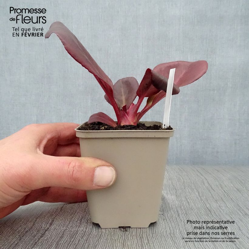 Bergenia Wintermarchen - Elephant's Ears 8/9 cm pot sample as delivered in winter