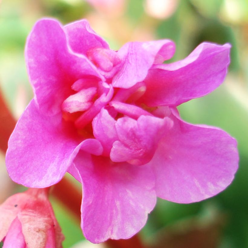 Bergenia cordifolia - Elephant's Ears (Flowering)