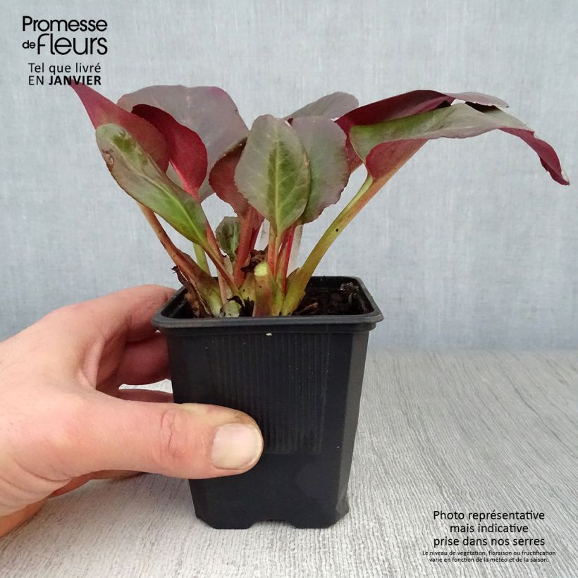Bergenia cordifolia Eroïca - Elephant's Ears 8/9 cm pot sample as delivered in winter