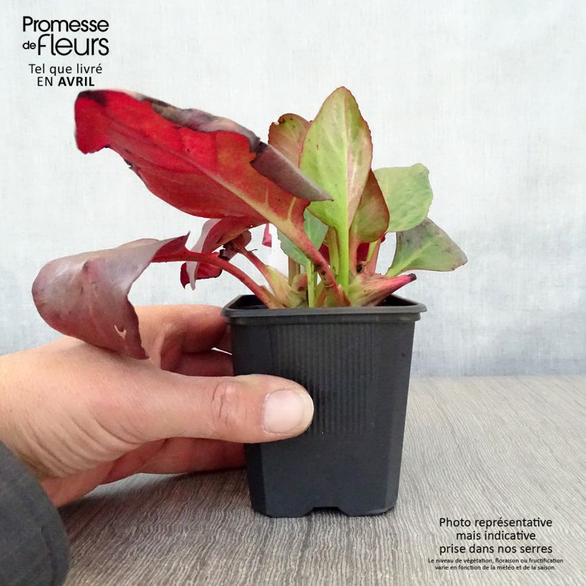 Bergenia cordifolia Eroïca - Elephant's Ears 8/9 cm pot sample as delivered in spring