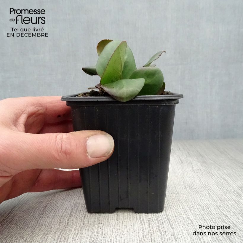 Bergenia cordifolia - Elephant's Ears 7/8 cm pot sample as delivered in winter