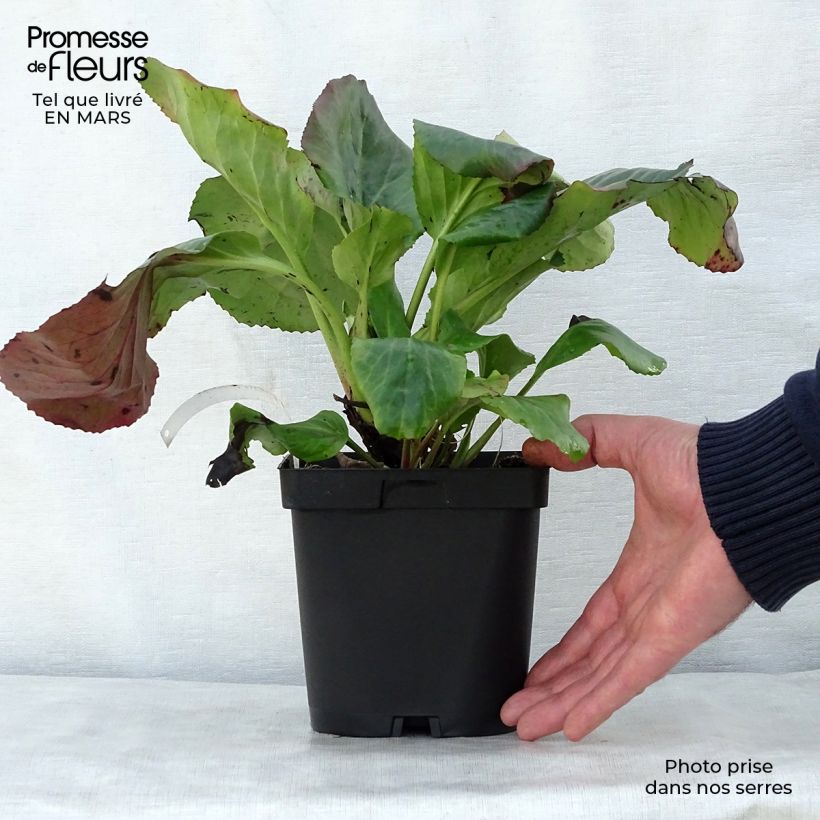Bergenia cordifolia - Elephant's Ears 2L/3L pot sample as delivered in spring