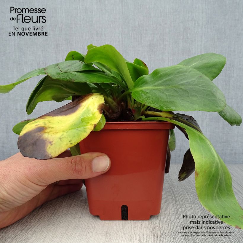 Bergenia cordifolia Silberlicht - Elephant's Ears 1L/1.5L pot sample as delivered in autumn