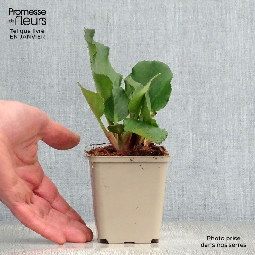 Bergenia Harzkristall - Elephant's Ears 8/9 cm pot sample as delivered in winter