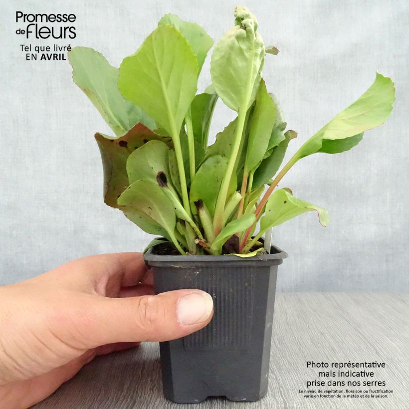 Bergenia purpurascens - Pigsqueak 8/9 cm pot sample as delivered in spring