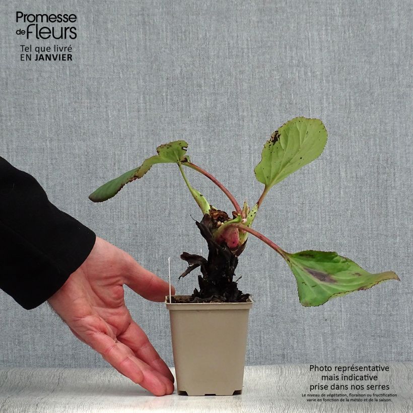 Bergenia x schmidtii - Elephant's Ears 8/9 cm pot sample as delivered in winter