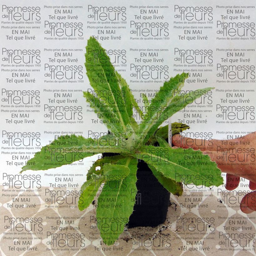 Example of Berkheya purpurea - Purple Berkheya 8/9 cm pot specimen as delivered