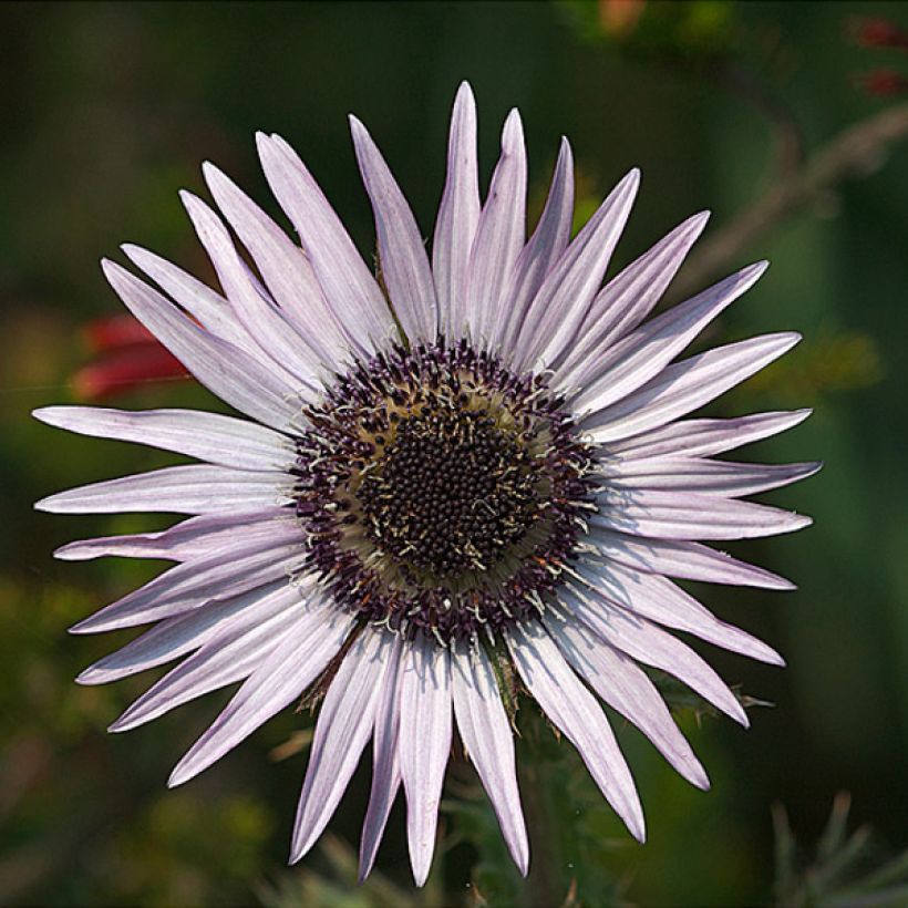 Berkheya purpurea - Purple Berkheya (Flowering)