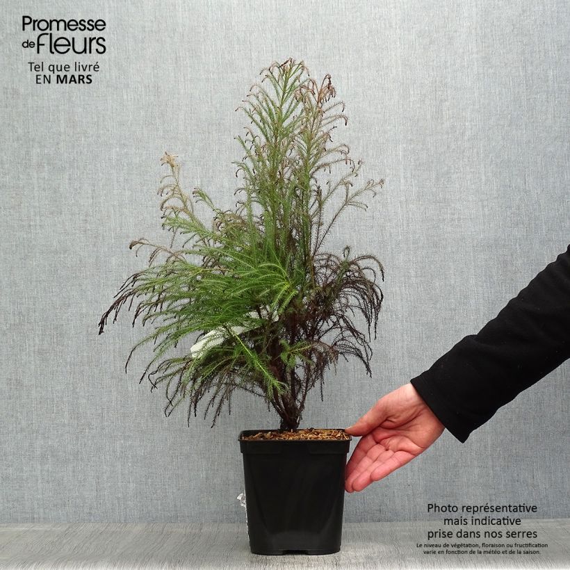 Berzelia intermedia 4L/5L pot sample as delivered in spring