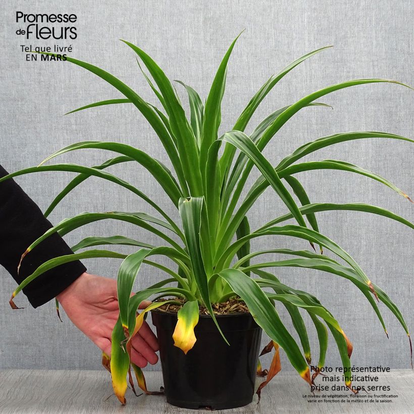 Beschorneria septentrionalis 2L/3L pot sample as delivered in spring