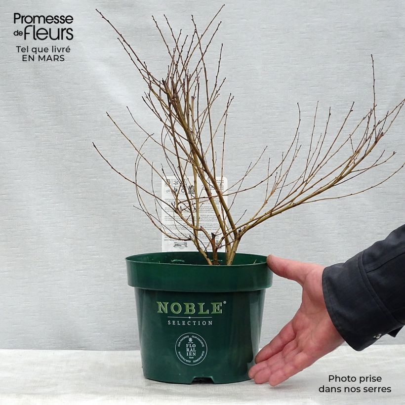 Betula nana Golden Treasure - Dwarf Birch 3L/4L pot sample as delivered in spring