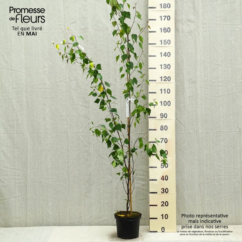 Betula pendula Fastigiata - Birch 3L/4L pot sample as delivered in spring