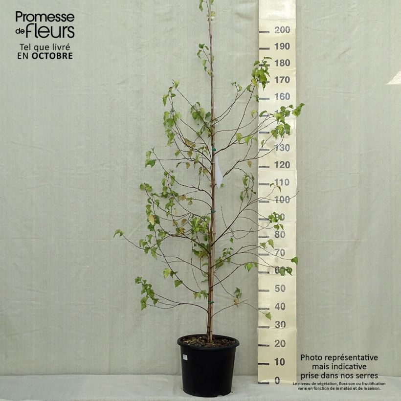Betula pendula Golden Cloud - Birch 7.5L/10L pot sample as delivered in autumn