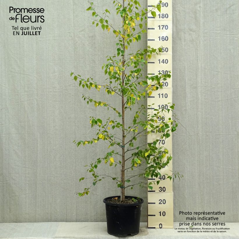 Betula pendula Golden Cloud - Birch 7.5L/10L pot, Sapling sample as delivered in summer