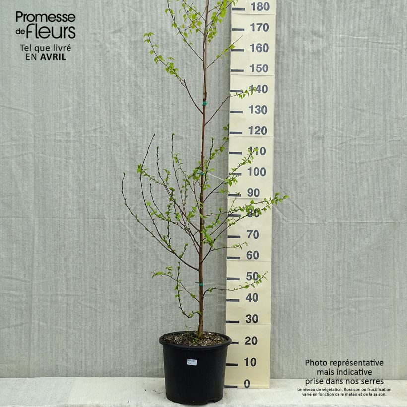 Betula pendula Golden Cloud - Birch 7.5L/10L pot sample as delivered in spring