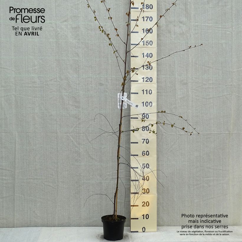 Betula pendula Tristis - Birch 2L/3L pot sample as delivered in spring