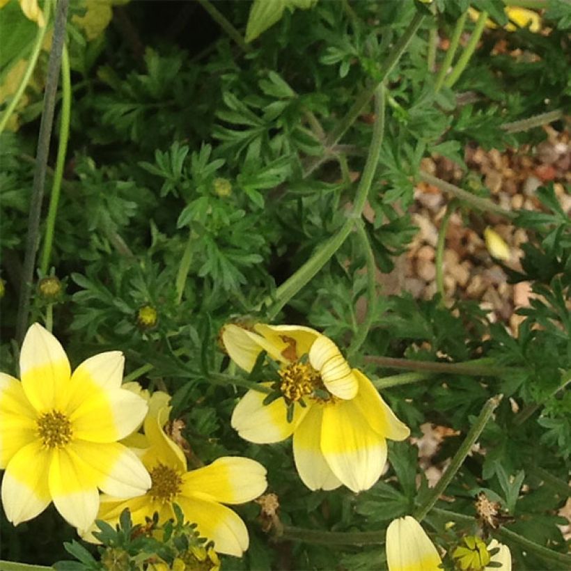 Bidens Lemon Moon (Foliage)