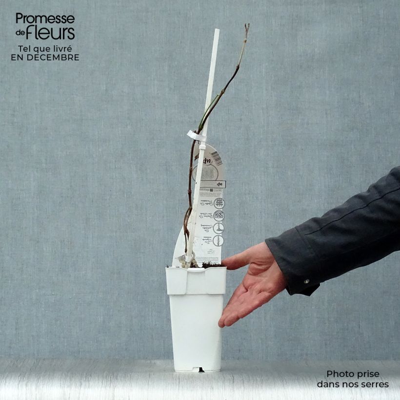 Campsis x tagliabuana Summer Jazz Fire 2L/3L pot sample as delivered in winter