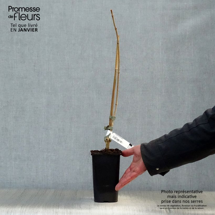 Campsis radicans x grandiflora Madame Galen 1L/1.5L pot sample as delivered in winter