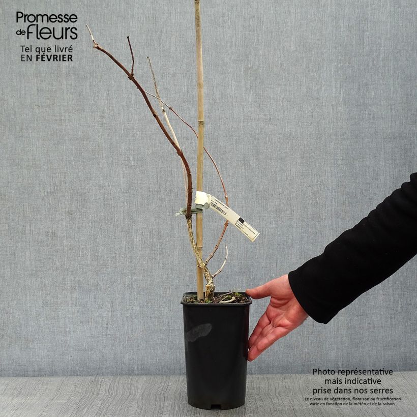 Campsis radicans x grandiflora Madame Galen 2L/3L pot sample as delivered in winter