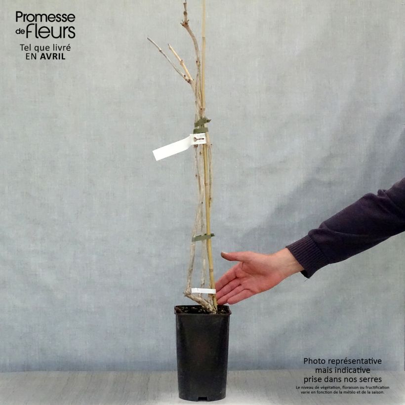 Campsis radicans Atropurpurea 2L/3L pot sample as delivered in spring