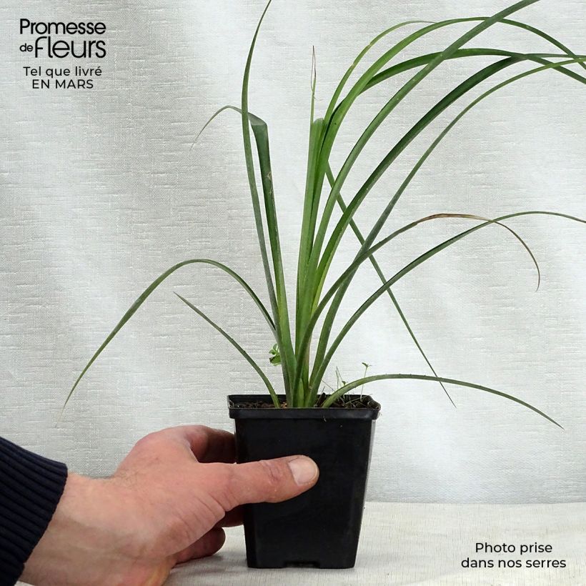 Billbergia nutans 7/8 cm pot sample as delivered in spring