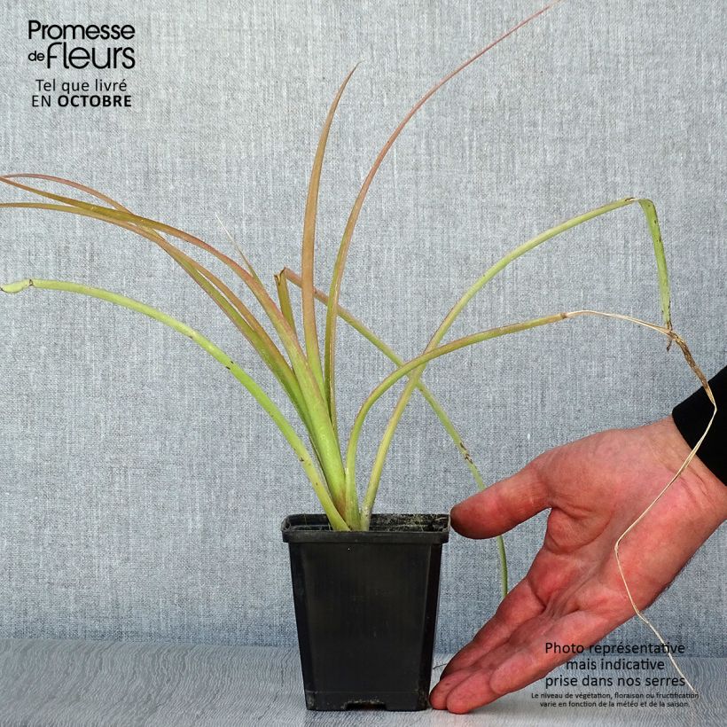 Billbergia nutans 7/8 cm pot sample as delivered in autumn