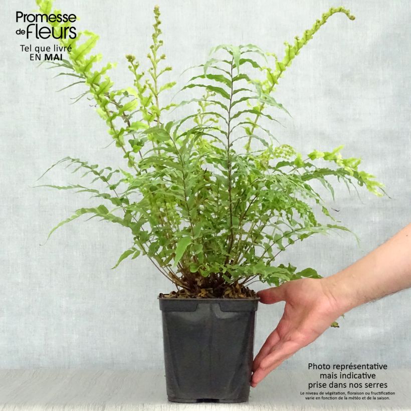 Blechnum novae-zelandiae - Kiwi Hard Fern 3L/4L pot sample as delivered in spring