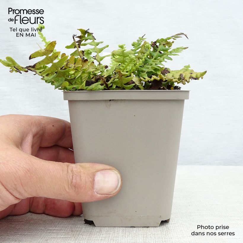 Blechnum spicant - Hard Fern 8/9 cm pot sample as delivered in spring