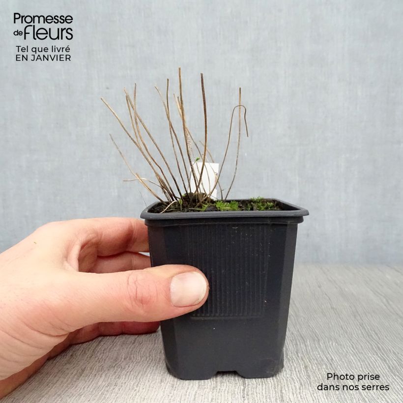 Blechnum spicant - Hard Fern 8/9 cm pot sample as delivered in winter