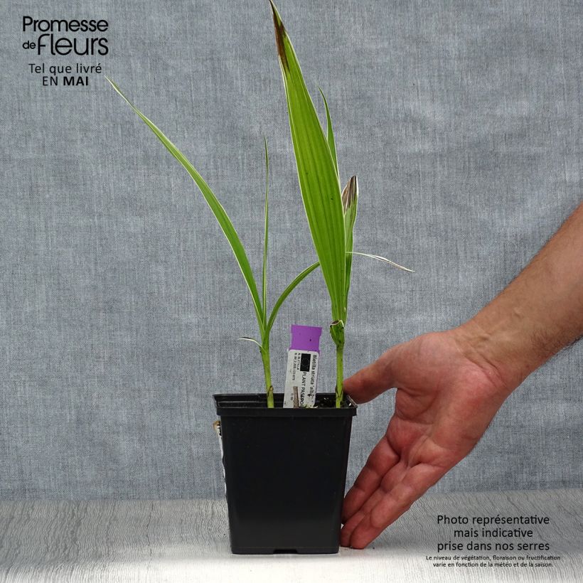 Bletilla striata alba - Chinese Ground Orchid 1L/1.5L pot sample as delivered in spring