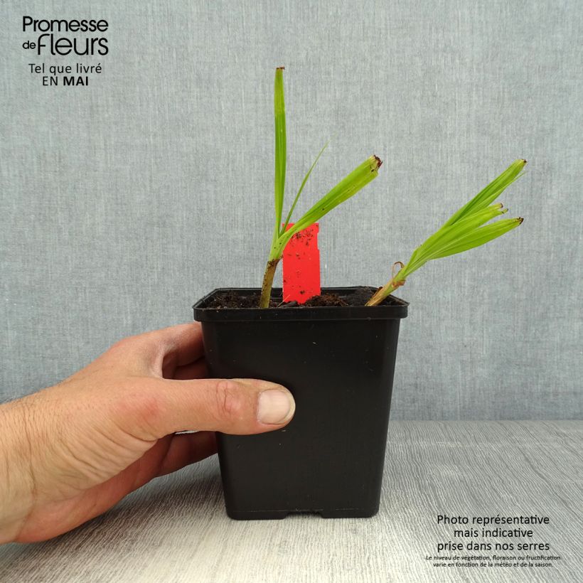 Bletilla striata Kuchi-beni - Hyacinth orchid 8/9 cm pot size I sample as delivered in spring