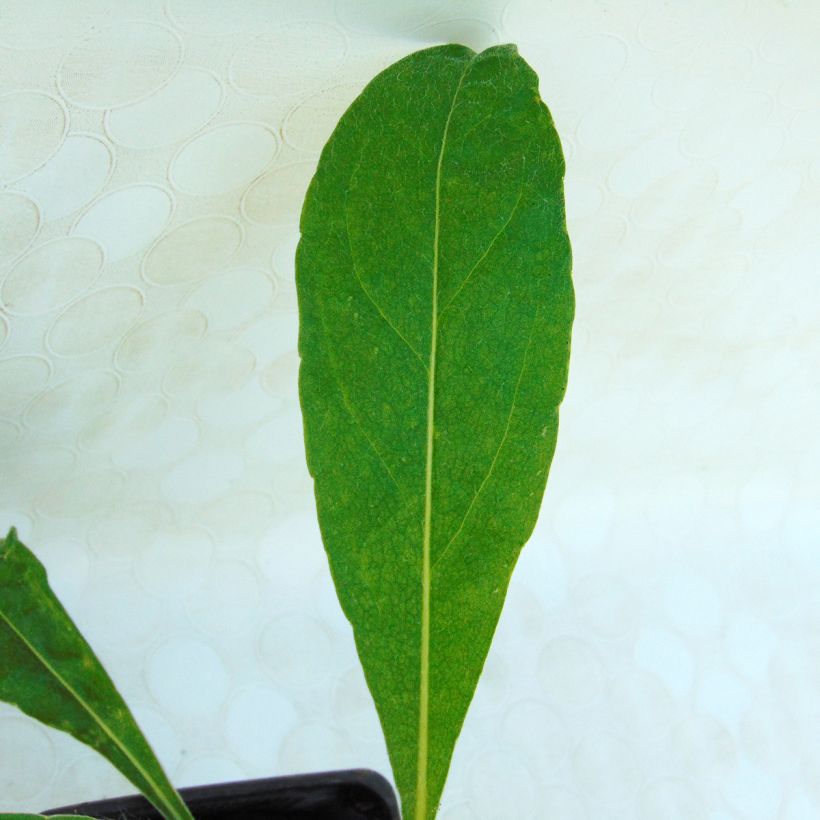 Centaurea montana (Foliage)